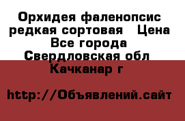 Орхидея фаленопсис редкая сортовая › Цена ­ 800 - Все города  »    . Свердловская обл.,Качканар г.